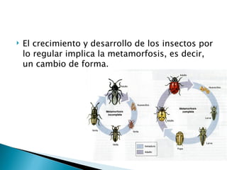 El crecimiento y desarrollo de los insectos por lo regular implica la metamorfosis, es decir, un cambio de forma.  