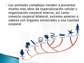 Los animales complejos tienden a presentar niveles mas altos de especialización celular y organización corporal interna, así como simetría corporal bilateral, extremo anterior o cabeza con órganos sensoriales y una cavidad corporal 