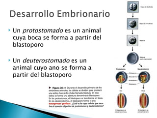 Un  protostomado  es un animal cuya boca se forma a partir del blastoporo Un  deuterostomado  es un animal cuyo ano se forma a partir del blastoporo 
