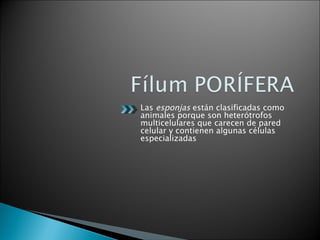 Las  esponjas  están clasificadas como animales porque son heterótrofos multicelulares que carecen de pared celular y contienen algunas células especializadas 