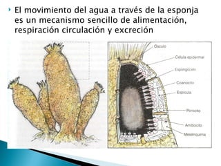 El movimiento del agua a través de la esponja es un mecanismo sencillo de alimentación, respiración circulación y excreción 