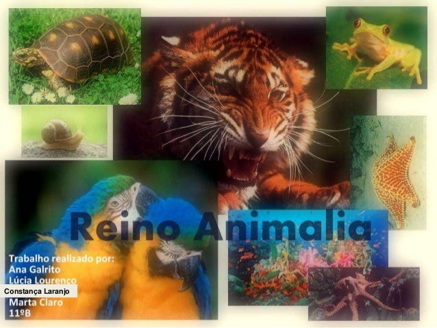 Tabla De Filo Del Reino Animalia