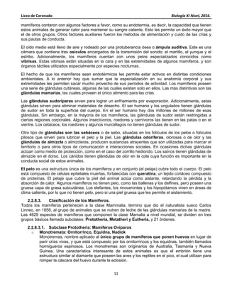 Liceo de Coronado Biología XI Nivel, 2016.
11
mamíferos contaron con algunos factores a favor, como su endotermia, es decir, la capacidad que tienen
estos animales de generar calor para mantener su sangre caliente. Esto les permite un éxito mayor que
el de otros grupos. Otros factores auxiliares fueron los métodos de alimentación y cuido de las crías y
sus pautas de conducta.
El oído medio está lleno de aire y rodeado por una protuberancia ósea o ámpula auditiva. Este es una
cámara que contiene tres osículos encargados de la transmisión del sonido: el martillo, el yunque y el
estribo. Adicionalmente, los mamíferos cuentan con unos pelos especializados conocidos como
vibrisas. Estas vibrisas están situadas en la cara y en las extremidades de algunos mamíferos, y son
órganos táctiles utilizados especialmente por especies nocturnas.
El hecho de que los mamíferos sean endotérmicos les permite estar activos en distintas condiciones
ambientales. A lo anterior hay que sumar que la especialización en su anatomía corporal y sus
extremidades les permiten sacar mucho provecho de sus períodos de actividad. Los mamíferos poseen
una serie de glándulas cutáneas, algunas de las cuales existen solo en ellos. Las más distintivas son las
glándulas mamarias, las cuales proveen el único alimento para las crías.
Las glándulas sudoríparas sirven para lograr un enfriamiento por evaporación. Adicionalmente, estas
glándulas sirven para eliminar materiales de desecho. El ser humano y los ungulados tienen glándulas
de sudor en toda la superficie del cuerpo. En el ser humano hay dos millones de millones de esas
glándulas. Sin embargo, en la mayoría de los mamíferos, las glándulas de sudor están restringidas a
ciertas regiones corporales. Algunos insectívoros, roedores y carnívoros las tienen en las patas o en el
vientre. Los cetáceos, los roedores y algunos murciélagos no tienen glándulas de sudor.
Otro tipo de glándulas son las sebáceos o de sebo, situadas en los folículos de los pelos o folículos
pilosos que sirven para lubricar el pelo y la piel. Las glándulas odoríferas, olorosas o de olor y las
glándulas de almizcle o almizcleras, producen sustancias atrayentes que son utilizadas para marcar el
territorio o para otros tipos de comunicación e interacciones sociales. En ocasiones dichas glándulas
actúan como medio de protección, como en el caso del zorrillo hediondo. Los saínos tienen glándulas de
almizcle en el dorso. Los cánidos tienen glándulas de olor en la cola cuya función es importante en la
conducta social de estos animales.
El pelo es una estructura única de los mamíferos y en conjunto (el pelaje) cubre todo el cuerpo. El pelo
está compuesto de células epiteliales muertas, fortalecidas con queratina, un tejido coriáceo compuesto
de proteínas. El pelaje que cubre la piel del animal actúa como aislante, retardando la pérdida y la
absorción de calor. Algunos mamíferos no tienen pelo, como las ballenas y los delfines, pero poseen una
gruesa capa de grasa subcutánea. Los elefantes, los rinocerontes y los hipopótamos viven en áreas de
clima caliente, por lo que no tienen pelo, pero si una piel gruesa que les permite el aislamiento.
2.2.8.3. Clasificación de los Mamíferos.
Todos los mamíferos pertenecen a la clase Mammalia, término que dio el naturalista sueco Carlos
Linneo, en 1858, al grupo de animales que se nutren de leche de las glándulas mamarias de la madre.
Las 4629 especies de mamíferos que componen la clase Mamalia a nivel mundial, se dividen en tres
grupos básicos llamado subclases: Prototheria, Metatheri y Eutheria, y 21 órdenes.
2.2.8.3.1. Subclase Prototheria: Mamíferos Ovíparos
o Monotremata: Ornitorrinco, Equidna, Nadiok
Monotremas, nombre aplicado al único grupo de mamíferos que ponen huevos en lugar de
parir crías vivas, y que está compuesto por los ornitorrincos y los equidnas, también llamados
hormigueros espinosos. Los monotremas son originarios de Australia, Tasmania y Nueva
Guinea. Una característica interesante de estos animales es que el embrión tiene una
estructura similar al diamante que poseen las aves y los reptiles en el pico, el cual utilizan para
romper la cáscara del huevo durante la eclosión.
 
