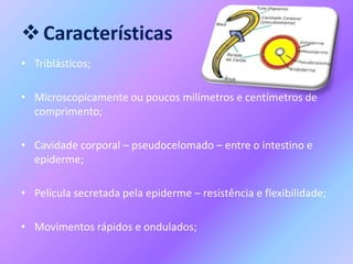 Características
• Triblásticos;
• Microscopicamente ou poucos milímetros e centímetros de
comprimento;
• Cavidade corpora...