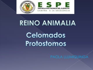 REINO ANIMALIA Celomados Protostomos PAOLA LLUMIQUINGA 