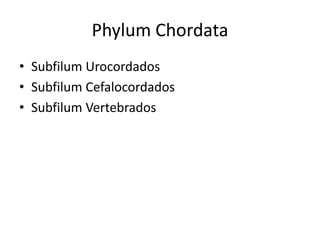 Phylum Chordata
• Subfilum Urocordados
• Subfilum Cefalocordados
• Subfilum Vertebrados
 