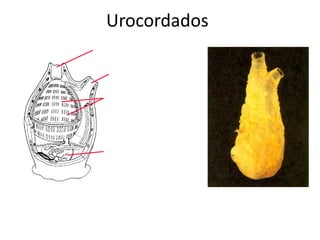 Urocordados
Boca

  Atrio

 Hendiduras
 faríngeas


 Estómago




               Ascidia
 