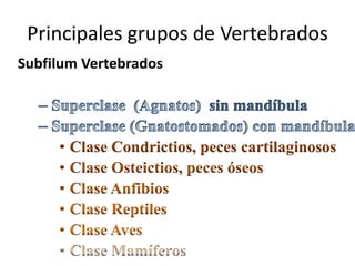Principales grupos de Vertebrados
 
