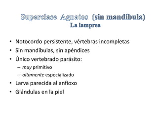 • Notocordo persistente, vértebras incompletas
• Sin mandíbulas, sin apéndices
• Único vertebrado parásito:
   – muy primitivo
   – altamente especializado
• Larva parecida al anfioxo
• Glándulas en la piel
 