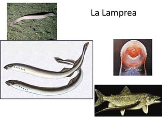 La Lamprea
 