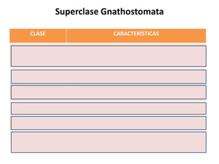 Superclase Gnathostomata

           CLASE                      CARACTERÍSTICAS

Chondrichthyes            Vertebrados exotérmicos con pulmóns non
                        desenvolvidos. Columna vertebral cartilaxinosa.
                                     Mantas e Tiburóns.
Osteichthyes              Vertebrados exotérmicos con pulmóns non
                           desenvolvidos. Columna vertebral ósea
Amphibia              Vertebrados exotérmicos con pulmóns desenvolvidos
                                 despois dunha metamorfose.
Reptilia              Vertebrados exotérmicos con pulmóns desenvolvidos

Aves                    Vertebrados homeotérmicos con plumas na pel.

Mamalia                  Vertebrados homeotérmicos con pelos na pel.
 