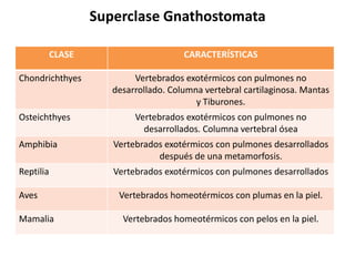 Superclase Gnathostomata

           CLASE                       CARACTERÍSTICAS

Chondrichthyes             Vertebrados exotérmicos con pulmones no
                      desarrollado. Columna vertebral cartilaginosa. Mantas
                                          y Tiburones.
Osteichthyes               Vertebrados exotérmicos con pulmones no
                             desarrollados. Columna vertebral ósea
Amphibia              Vertebrados exotérmicos con pulmones desarrollados
                                después de una metamorfosis.
Reptilia              Vertebrados exotérmicos con pulmones desarrollados

Aves                   Vertebrados homeotérmicos con plumas en la piel.

Mamalia                 Vertebrados homeotérmicos con pelos en la piel.
 