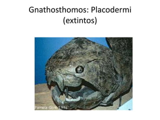 Gnathosthomos: Placodermi
        (extintos)
 
