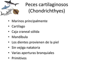Peces cartilaginosos
              (Chondrichthyes)
•   Marinos principalmente
•   Cartílago
•   Caja craneal sólida
•   Mandíbula
•   Los dientes provienen de la piel
•   Sin vejiga natatoria
•   Varias aperturas branquiales
•   Primitivos
 