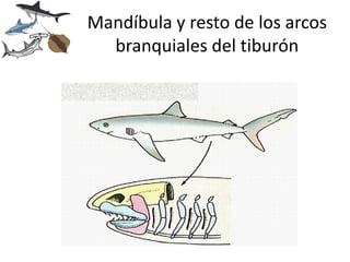 Mandíbula y resto de los arcos
  branquiales del tiburón
 