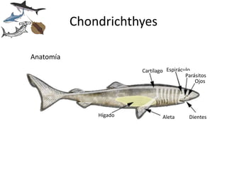 Chondrichthyes

Anatomía
                        Cartílago Espiráculo
                                          Parásitos
                                              Ojos




               Hígado           Aleta      Dientes
 