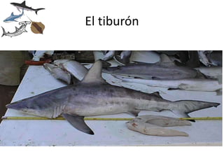 El tiburón
 