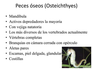 Peces óseos (Osteichthyes)
•   Mandíbula
•   Activos depredadores la mayoría
•   Con vejiga natatoria
•   Los más diversos de los vertebrados actualmente
•   Vértebras completas
•   Branquias en cámara cerrada con opérculo
•   Aletas pares
•   Escamas, piel delgada, glandular
•   Costillas
 