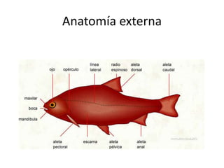 Anatomía externa
 