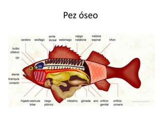 Pez óseo
 