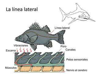 La línea lateral


                   Línea lateral




     Vibraciones        Poro
Escama                     Canales


                             Pelos sensoriales

Músculos
                             Nervio al cerebro
 