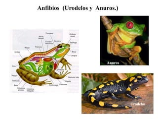 Anfibios (Urodelos y Anuros.)




Ápodos

                                 Anuros




                                          Urodelos
 