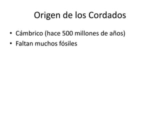 Origen de los Cordados
• Cámbrico (hace 500 millones de años)
• Faltan muchos fósiles
 