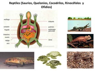 Reptiles (Saurios, Quelonios, Cocodrilos, Rinocéfalos y
                        Ofidios)
 