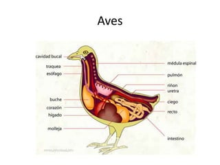 Aves
 