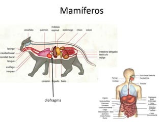 Mamíferos




diafragma
 