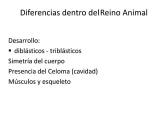Diferencias dentro delReino Animal


Desarrollo:
 diblásticos - triblásticos
Simetría del cuerpo
Presencia del Celoma (cavidad)
Músculos y esqueleto
 
