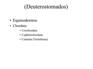 (Deuterostomados)

• Equinodermos
• Chordata:
      • Urochordata
      • Cephalochordata
      • Craniata (Vertebrata)
 