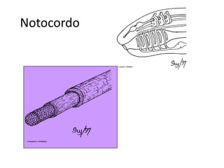 Notocordo
 