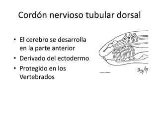 Cordón nervioso tubular dorsal

• El cerebro se desarrolla
  en la parte anterior
• Derivado del ectodermo
• Protegido en los
  Vertebrados
 