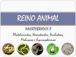 INVERTEBRADOS II
Platelmintos, Nematoides, Anelídeos,
Moluscos e Equinodermos
 
