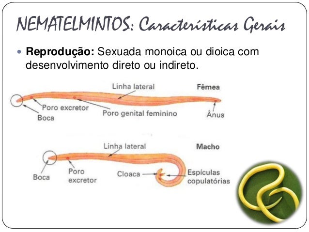 Resultado de imagem para nematelmintos reprodução