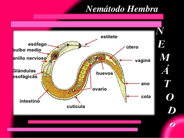 Reino animal nematodos