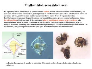 Phyllum Moluscos (Mollusca) La reproducción de los moluscos es exclusivamente  sexual;  pueden ser unisexuados o hermafroditas, y en este caso, simultáneos o consecutivos, con capacidad de autofecundación o sin ella. La fertilización puede ser externa o interna, con frecuencia mediante espermatóforos (sacos llenos de espermatozoides) Los Moluscos se relacionan filogenéticamente con los anélidos, ambos grupos comparten la misma forma  larval (trocófora ). En la mayoría de los moluscos,  la larva trocófora da lugar a la   larva velígera  más desarrollada en la que se puede ya observar el pie, la concha y otras estructuras. Finalmente, la larva velígera desciende al fondo y sufre una metamorfosis para adoptar el hábitat bentónico típico del adulto. Los cefalópodos y los gasterópodos terrestres y de agua dulce tiene siempre desarrollo directo. A Izquierda, esquema de una larva trocófora. Al centro trocófora fotografiada. A derecha, larvas velígeras. 