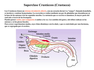 Superclase  Crustáceos (Crustacea) Los Crustáceos tienen un  sistema circulatorio abierto , con un corazón dorsal. La “sangre”, llamada hemolinfa, es incolora y contiene hemocianina. La excreción se realiza mediante un par de glándulas que desembocan en la base de las antenas ó de las segundas maxilas. La sustancia que se excreta es amoníaco, la mayor parte del cual sale a través de las branquias.  Pueden poseer  ocelos, ojos compuestos  ó ambos a la vez. Los sentidos del gusto y del olfato radican en las antenas y en las piezas bucales.  Para crecer experimentan mudas, cuyo ritmo disminuye con la edad, y que es controlado por una hormona, que es segregada por el cerebro. 