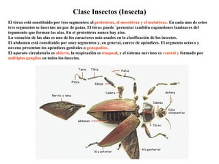 Clase Insectos (Insecta) El tórax está constituido por tres segmentos: el  prototórax, el mesotórax y el metatórax.  En cada uno de estos tres segmentos se insertan un par de patas. El tórax puede `presentar también expansiones laminares del tegumento que forman las alas. En el prototórax nunca hay alas. La venación de las alas es uno de los caracteres más usados en la clasificación de los insectos. El abdomen está constituido por once segmentos y, en general, carece de apéndices. El segmento octavo y noveno presentan los apéndices genitales o  gonopodios.   El aparato circulatorio es  abierto,  la respiración es  traqueal , y el sistema nervioso es  ventral y  formado por  múltiples ganglios  en todos los insectos.  