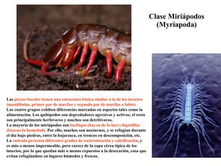 Clase Miriápodos (Myriapoda) Las  piezas bucales tienen una estructura básica similar a la de los insectos (mandíbulas, primer par de maxilas y segundo par de maxilas o labio).  Los cuatro grupos exhiben diferencias marcadas en aspectos tales como la alimentación. Los quilópodos son depredadores agresivos y activos; el resto son principalmente herbívoros y muchos son detritívoros. La mayoría de los miriápodos son  lucífugos (huyen de la luz) e higrófilos (buscan la humedad).  Por ello, muchos son nocturnos, y se refugian durante el día bajo piedras, entre la hojarasca, en troncos en descomposición, etc.  La  cutícula presenta diferentes grados de esclerotización y calcificación , y es más o menos impermeable, pero carece de la capa cérea típica de los insectos, por lo que quedan más o menos expuestos a la desecación, cosa que evitan refugiándose en lugares húmedos y frescos. 
