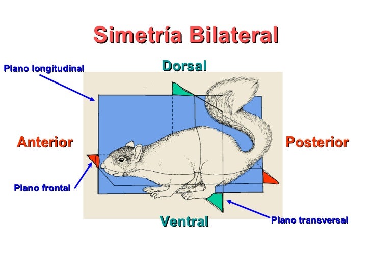 Animales Bilaterales - Lessons - Blendspace