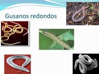Gusanos redondos
