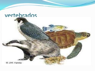 vertebrados