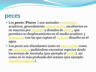 pecesLos peces (Pisces*) son animales vertebrados acuáticos, generalmente ectotérmicos, recubiertos en su mayoría por escamas y dotados de aletas, que permiten su desplazamiento en el medio acuático, y branquias, con las que captan el oxígeno disuelto en el agua.Los peces son abundantes tanto en agua salada como en agua dulce, pudiéndose encontrar especies desde los arroyos de montaña (por ejemplo el gobio), así como en lo más profundo del océano (por ejemplo anguilas tragonas).