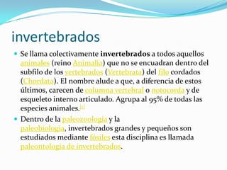 invertebradosSe llama colectivamente invertebrados a todos aquellos animales (reino Animalia) que no se encuadran dentro del subfilo de los vertebrados (Vertebrata) del filo cordados (Chordata). El nombre alude a que, a diferencia de estos últimos, carecen de columna vertebral o notocorda y de esqueleto interno articulado. Agrupa al 95% de todas las especies animales.[1]Dentro de la paleozoología y la paleobiologia, invertebrados grandes y pequeños son estudiados mediante fósiles esta disciplina es llamada paleontologia de invertebrados.