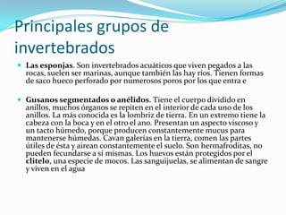 Principales grupos de invertebradosLas esponjas. Son invertebrados acuáticos que viven pegados a las rocas, suelen ser marinas, aunque también las hay ríos. Tienen formas de saco hueco perforado por numerosos poros por los que entra eGusanos segmentados o anélidos. Tiene el cuerpo dividido en anillos, muchos órganos se repiten en el interior de cada uno de los anillos. La más conocida es la lombriz de tierra. En un extremo tiene la cabeza con la boca y en el otro el ano. Presentan un aspecto viscoso y un tacto húmedo, porque producen constantemente mucus para mantenerse húmedas. Cavan galerías en la tierra, comen las partes útiles de ésta y airean constantemente el suelo. Son hermafroditas, no pueden fecundarse a sí mismas. Los huevos están protegidos por el clitelo, una especie de mocos. Las sanguijuelas, se alimentan de sangre y viven en el agua