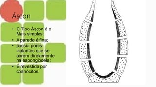 Áscon
• O Tipo Áscon é o
Mais simples:
• A parede é fina;
• possui poros
inalantes que se
abrem diretamente
na espongiocela;
• É revestida por
coanócitos.
 