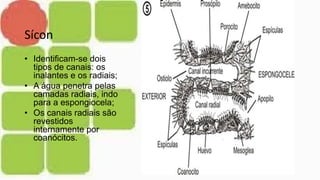 Sícon
• Identificam-se dois
tipos de canais: os
inalantes e os radiais;
• A água penetra pelas
camadas radiais, indo
para a espongiocela;
• Os canais radiais são
revestidos
internamente por
coanócitos.
 