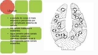 Lêucon
• a parede do corpo é mais
espessa e percorrida por
um complicado sistema de
canais;
• Há canais inalantes e
exalantes;
• água penetra pelos canais
inalantes, passa por
câmaras vibráteis e vai à
espongiocela pelos canais
exalantes.
 